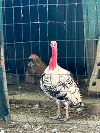 Tacchino bianco ermellinato