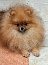 Spitz pomerania
