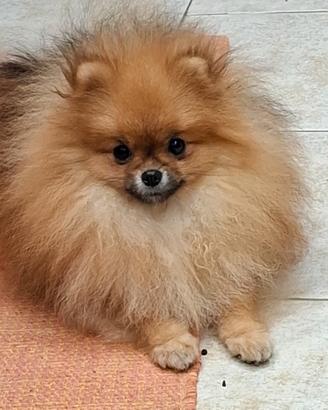Spitz pomerania