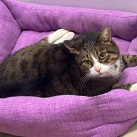 Charlie - adozione gattone coccoloso