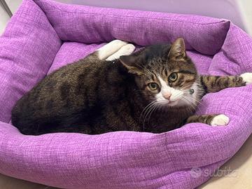 Charlie - adozione gattone coccoloso