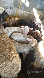 Agnelli francesi incroci suffolk X Pasqua