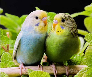 C.erco pappagallo cocorita