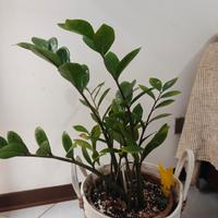 Pianta verde da interno- Zamioculcas 