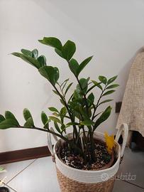 Pianta verde da interno- Zamioculcas 