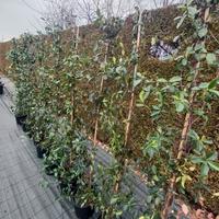 piante gelsomino rampicante siepe