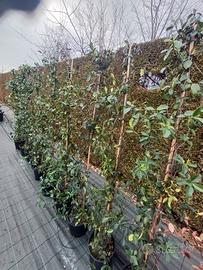 piante gelsomino rampicante siepe