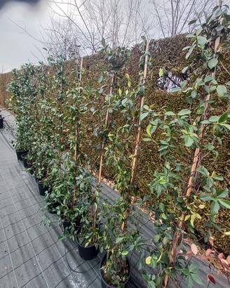 piante gelsomino rampicante siepe