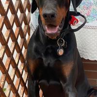 Dobermann maschio con pedigree per accoppiamento