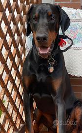 Dobermann maschio con pedigree per accoppiamento