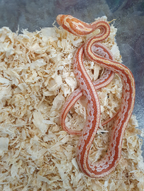Serpente del Grano