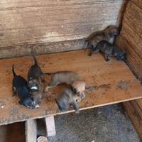 Cuccioli maremanno