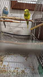 Cocorite allevate a mano