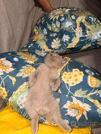 Gattini scotish straigt di due mesi