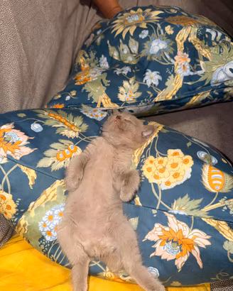 Gattini scotish straigt di due mesi