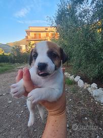 Cuccioli di Jack russell