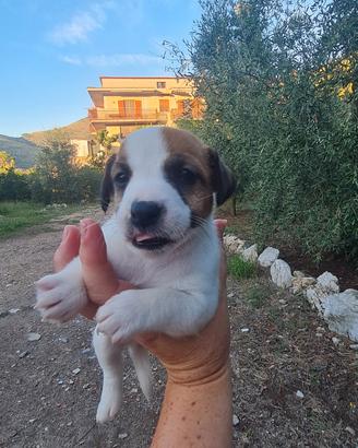 Cuccioli di Jack russell