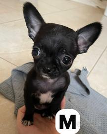 Cuccioli di chihuahua