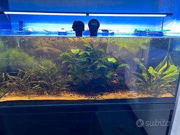 Piante e Guppy Dumbo