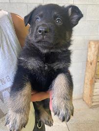Cuccioli di Pastore Tedesco