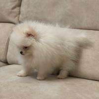 Spitz di Pomerania prestigioso bianco