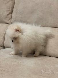 Spitz di Pomerania prestigioso bianco
