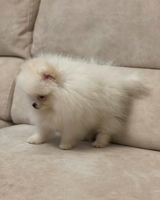 Spitz di Pomerania prestigioso bianco