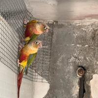 Pappagalli pirrhura molinari