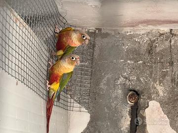 Pappagalli pirrhura molinari