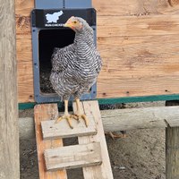 Gallo Galletto razza amrock 4 mesi