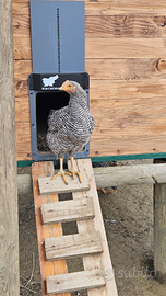 Gallo Galletto razza amrock 4 mesi