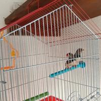 Diamantini mandarini