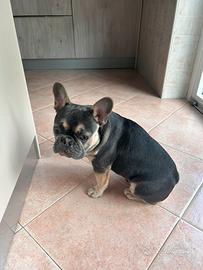 Bulldog francese blue tan
