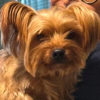 Yorkshire Terrier Toy