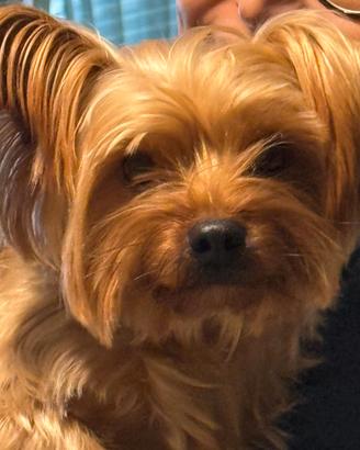 Yorkshire Terrier Toy