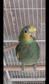 Amazzone fronte gialla maschio