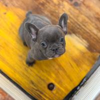 Cuccioli di bulldog francese