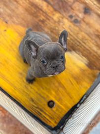 Cuccioli di bulldog francese