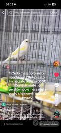 Cardellino bianco occhi neri 2024