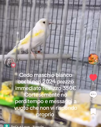 Cardellino bianco occhi neri 2024