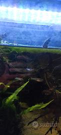 Endler NEON