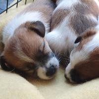 Cuccioli di Jack Russell