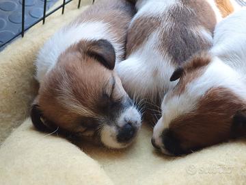 Cuccioli di Jack Russell