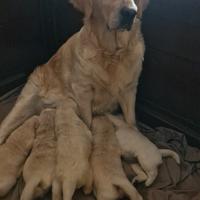 Golden retriever con pedigree