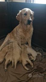 Golden retriever con pedigree