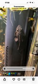 Pesce ancistrus