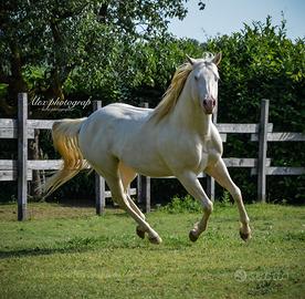 CAVALLO PAINT HORSE - STALLONE 4 anni