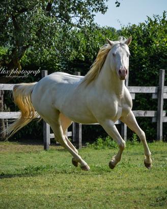 CAVALLO PAINT HORSE - STALLONE 4 anni