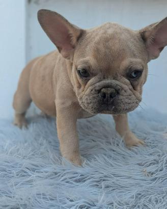 Bulldog francesi maschi esotici