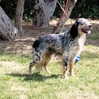 Setter Inglese pronta caccia